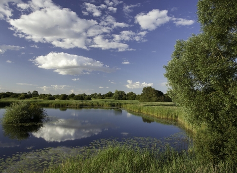 View of wetland habitat, Woodwalton Fen NNR, Cambridgeshire, UK